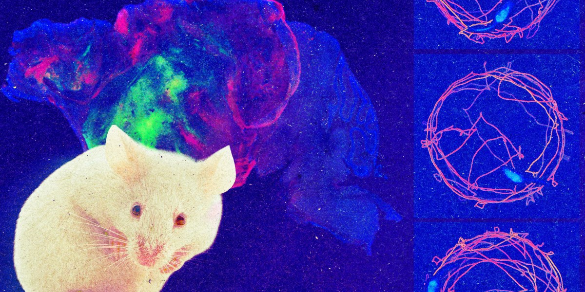 Laboratorinė pelė biotechnologijų ir smegenų tyrimuose